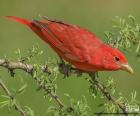 Letní tanager, samec