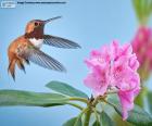 Mužský pěvec kolibřík a květina