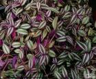 Tradescantia zebrina