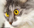 Kočičí žluté oči