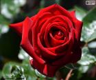 Červená růže na Valentýna
