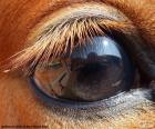 Koňské oko