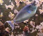 Bluespine unicornfish