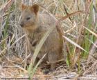 Klokan quokka