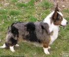 Welsh Corgi Cardigan