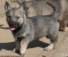 Švédský Vallhund štěně