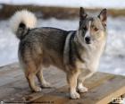 Švédský Vallhund