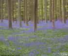 Lesní Hallerbos, Belgie