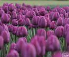 Krásné fialové tulipány