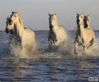 Skupina divokých bílých koní přes močál
