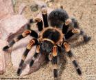 Tarantule