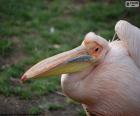 Dospělé Pink pelican z vody, je africký druh