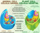 Živočišná a rostlinné buňka