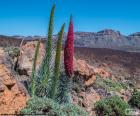 Několik rostlin Tenerife bugloss, v národním parku Teide, Tenerife, Kanárské ostrovy, Španělsko