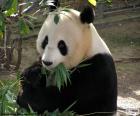 Panda velká jíst bambus, jeho hlavní potravou. Žije v šesti horských oblastech Číny