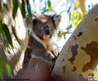 Koala ve vysoké, eukalyptus, jejíž listy tvoří největší část jejich stravy