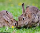 Dva králíky jíst