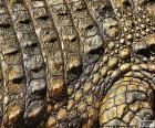 Krokodýlí kůže