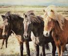Tři Islandští koně