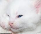 Bílá kočka tvář