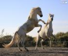 Dva bílí koně