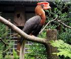 Rhinoceros Hornbill