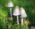 Hnojník obecný (Coprinus comatus), je jedlé houby