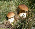 Hřib smrkový (Boletus edulis) je houba, která se nachází v borových lesích. Je to jedlá a ceněné po celém světě