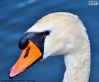 Swan hlava