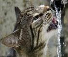 Kočka nápoje voda