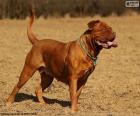 Bordeauxská doga je pes velké síly a moci, skvělý hlídací pes