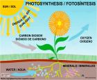 Fotosyntéza