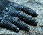 Gorilí ruka