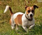 Jack Russell teriér je malý, agilní pes, s mnoha pevností a odolností
