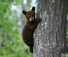 Brown bear cub vyšplhá na strom s jeho mámou díval zespodu