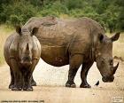 Dva nosorožci
