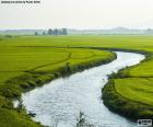 Řeka mezi rýžovými poli