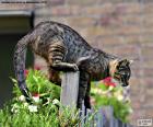 Kočka na plotě