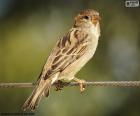 Krásné Sparrow