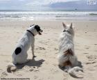 Dva psi na pláži