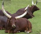 Watusi