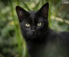 Černá kočičí tvář