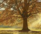 Listnatý strom na podzim