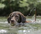 Labrador ve vodě