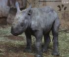 Chov černých nosorožců