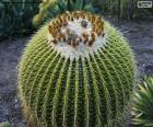 Kulatý kaktus