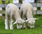 Dvě něžné ovce