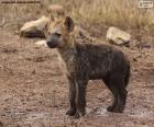 Hyena štěně