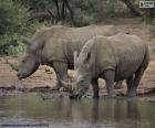 Dva velcí bílí nosorožci