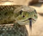 Tvář hada
